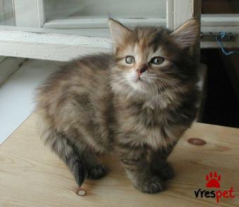 Ράτσα: Σιβηρίας | Ηλικία: 3 μηνών | Φύλο: Θηλυκό | Αρ. Microchip: 902008409820890 | Ιδιώτης | Pedigree | Περιοχή: Αθήνα, Αττική